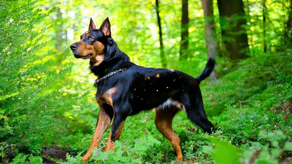 Lethal dose of benadryl for dogs