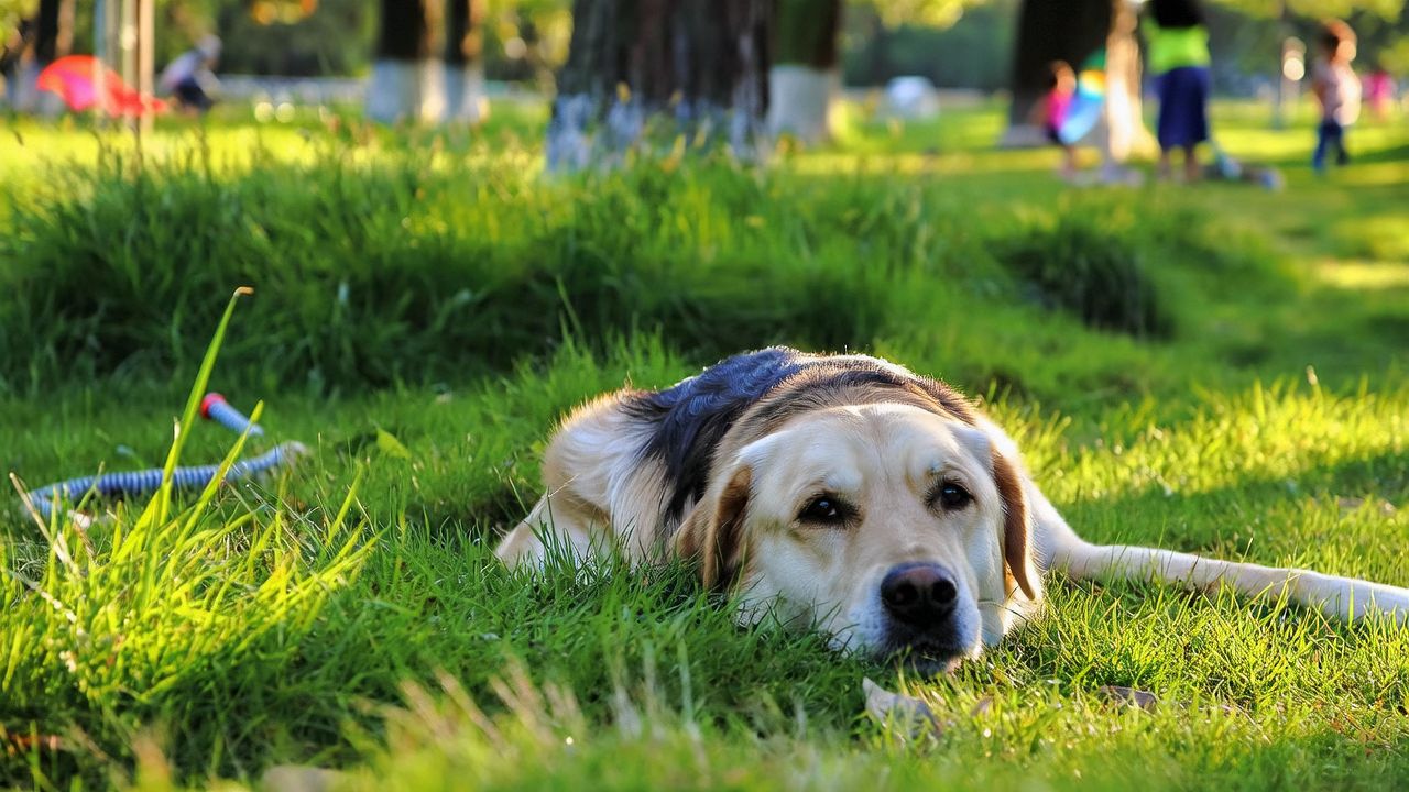 Abnormal Eye Movements or Positions in Dogs with Stroke