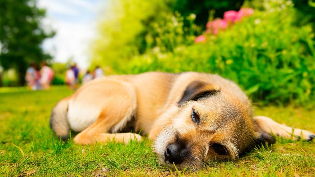 Dog canine respiratory disease symptoms