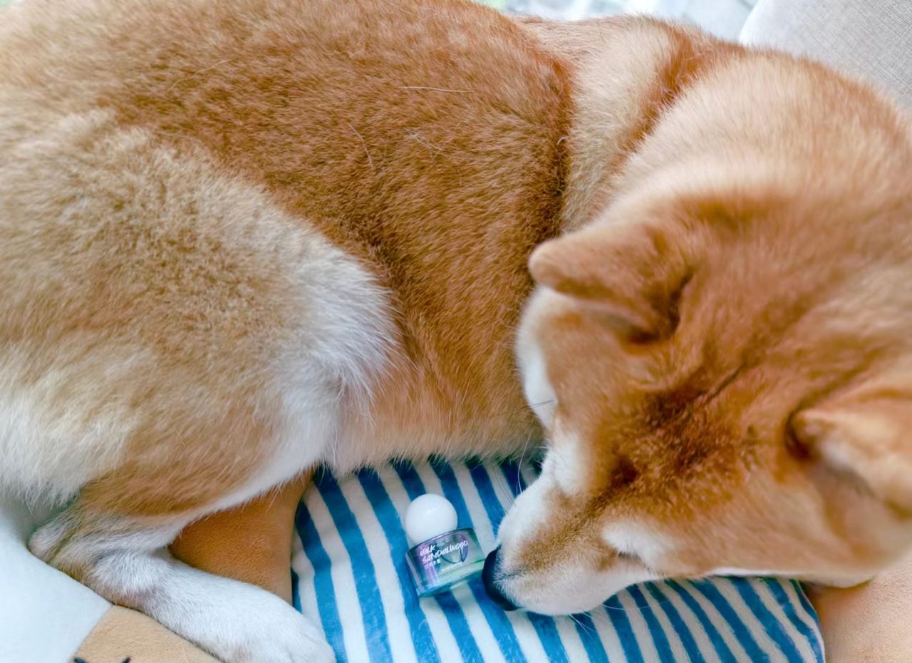 Does Dog Perfume Really Work