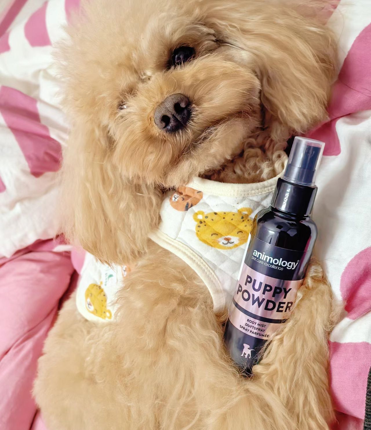 Does Dog Perfume Really Work