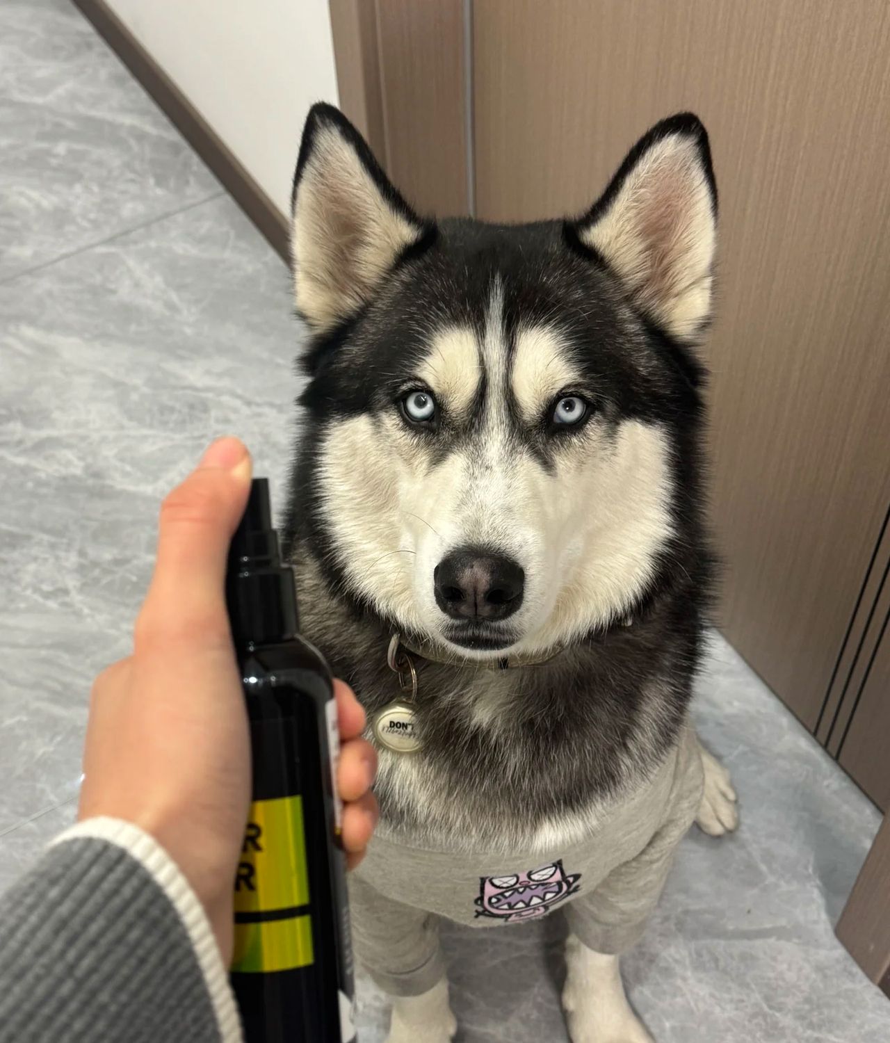 Does Dog Perfume Really Work