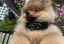 28 Real-World Dog Collar Reviews: Safety, Comfort & Durability Compared