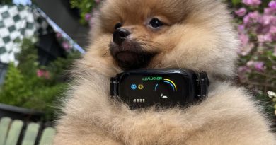 28 Real-World Dog Collar Reviews: Safety, Comfort & Durability Compared