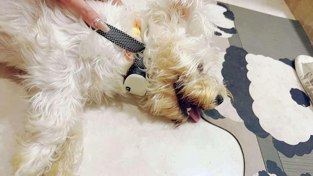 dog collar​ 1