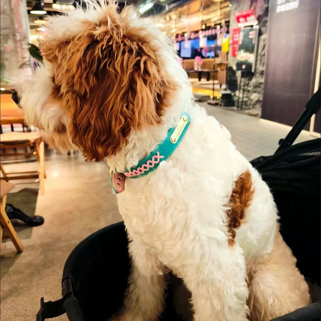 Dog Collar