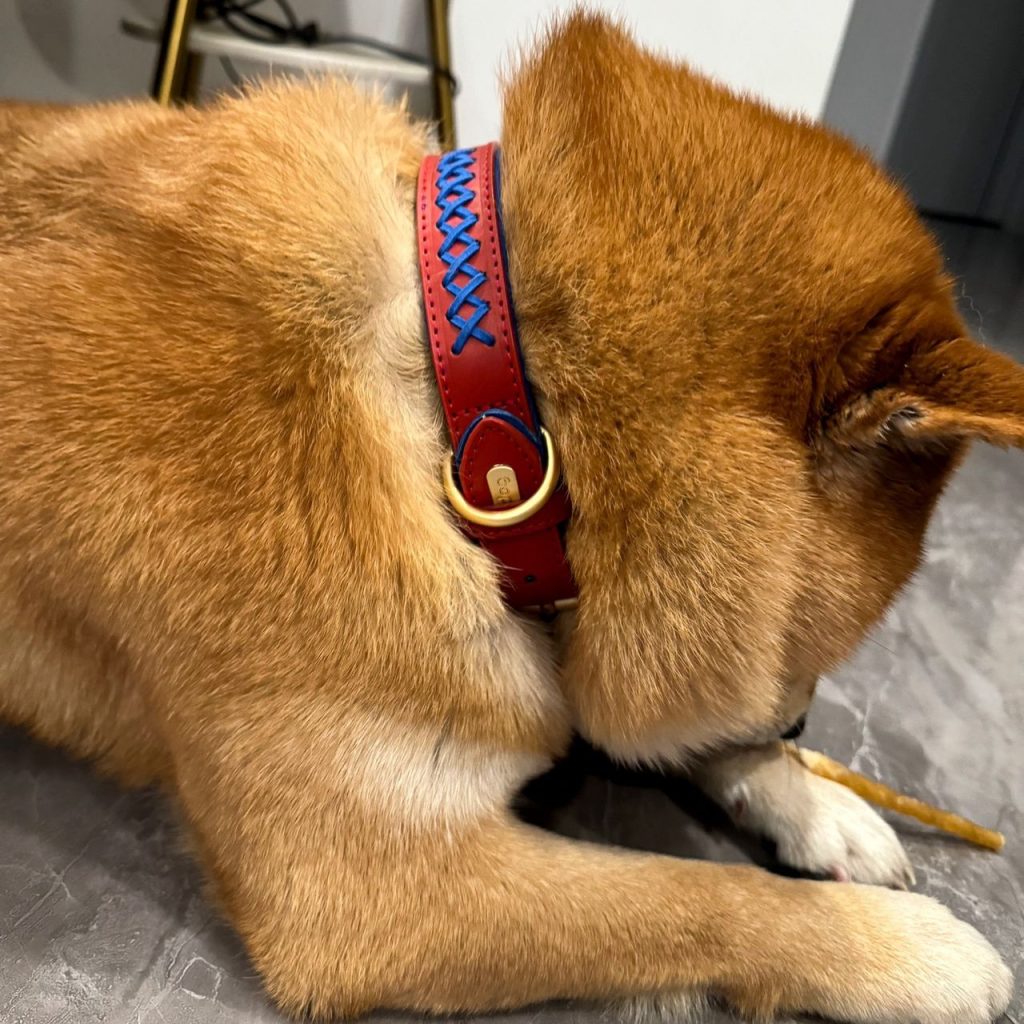 dog collar​ 2
