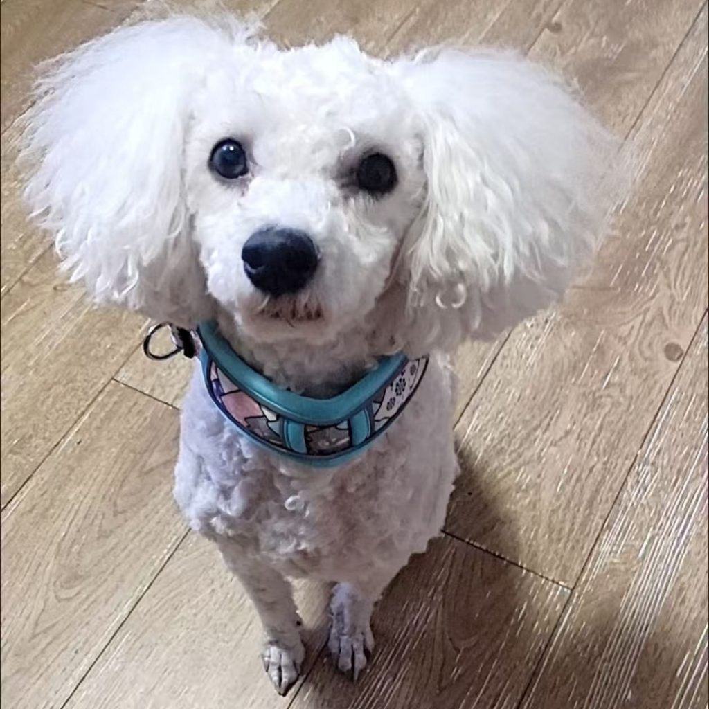 dog collar​ 3