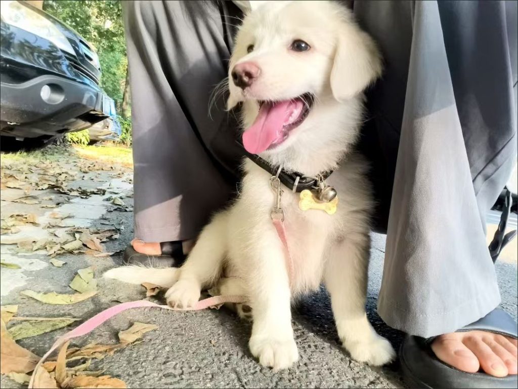 dog collar​ 4