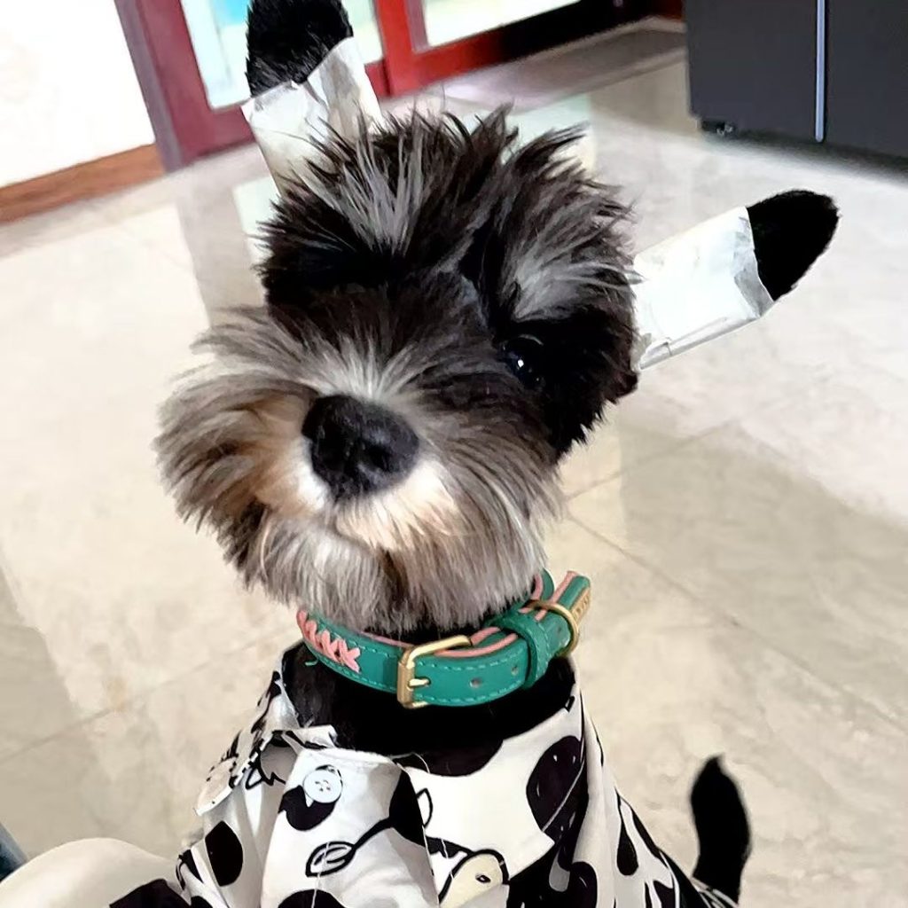 dog collar​ 5