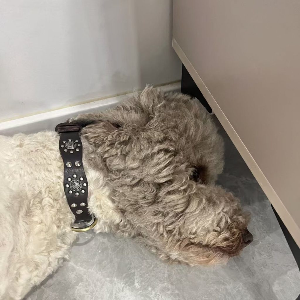 dog in collar​ 2