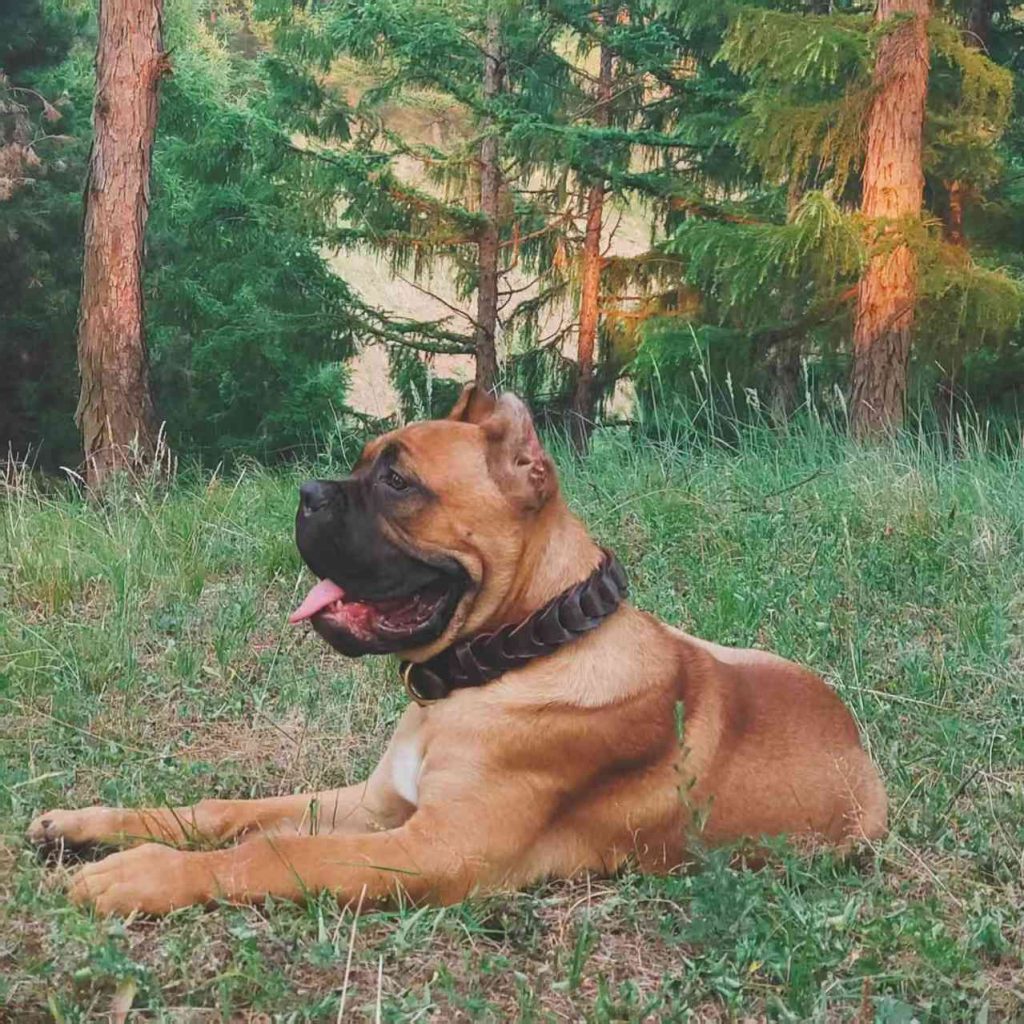 dog in collar​ 3