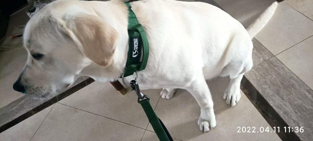 dog in collar​ 4