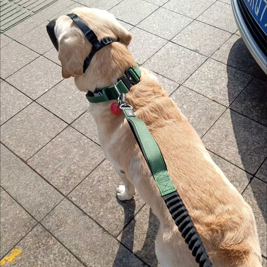 dog in collar​ 5