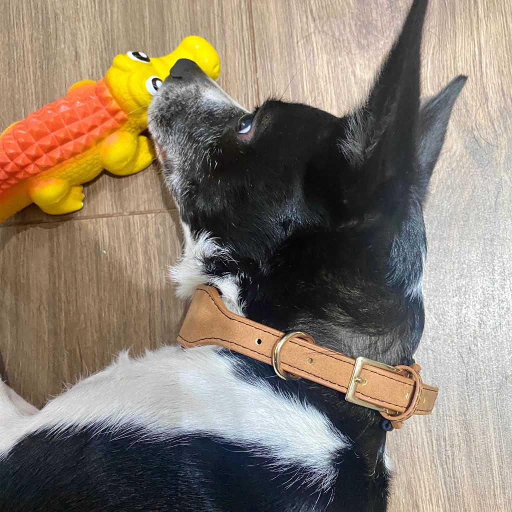dog in collar​ 6